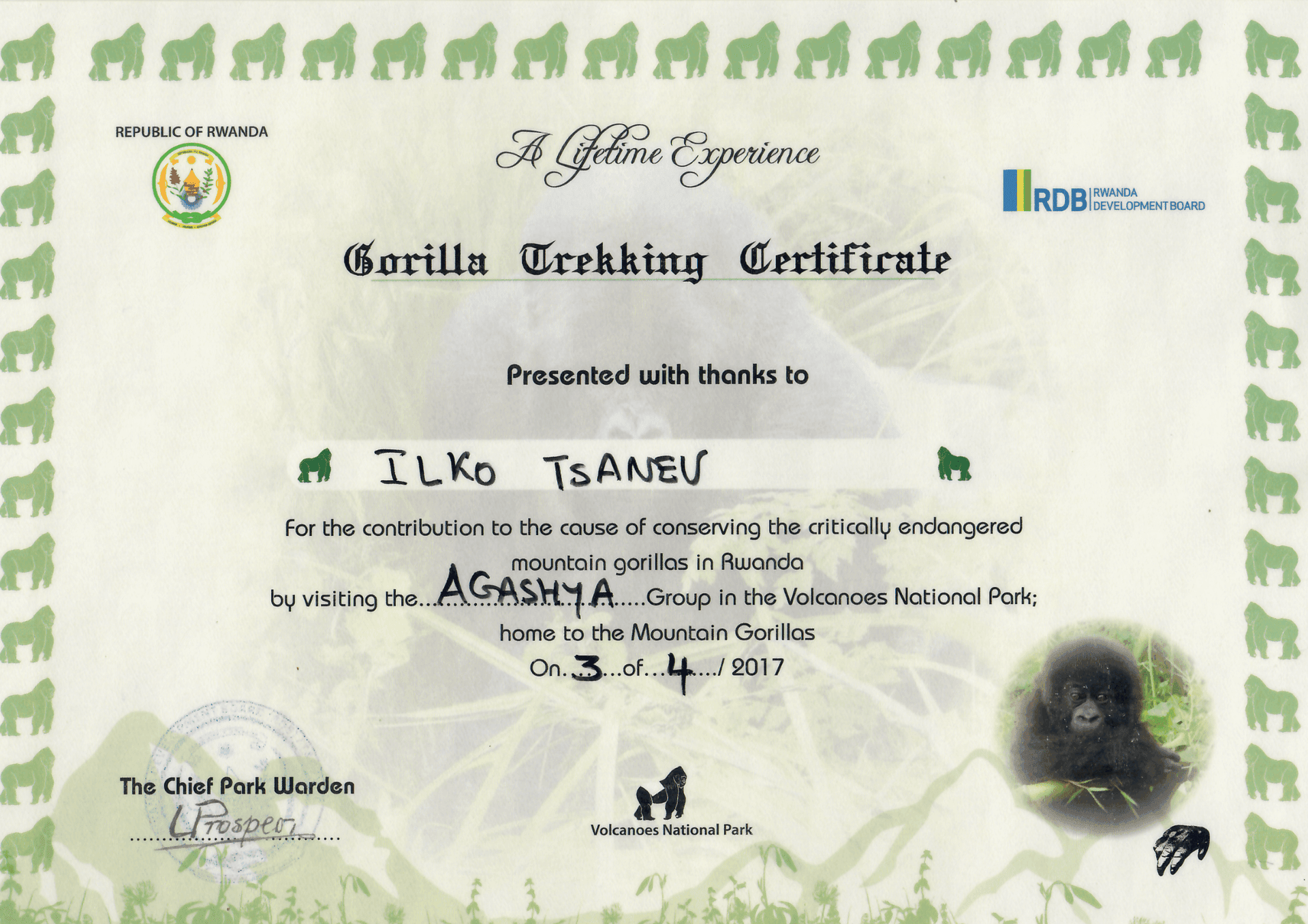 Участие в експедиции за консервация на Среброгръби горили - Руанда - Агашя